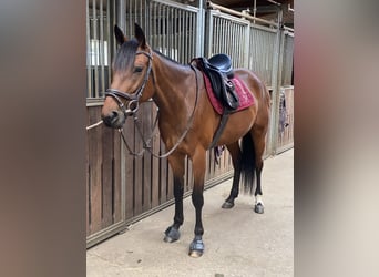 German Trotter, Mare, 10 years, 15.1 hh, Brown