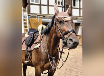 German Trotter, Mare, 10 years, 15.1 hh, Brown