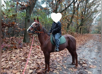 German Trotter, Mare, 10 years, 15,3 hh, Chestnut