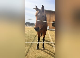 German Trotter, Mare, 10 years, 15 hh, Brown