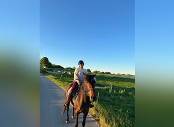 German Trotter, Mare, 10 years, 15,1 hh, Brown