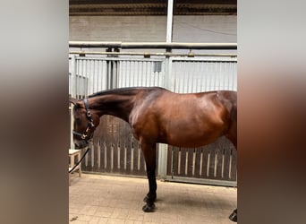 German Trotter, Mare, 10 years, 15,2 hh, Brown