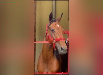 German Trotter, Mare, 10 years, 15,3 hh, Brown