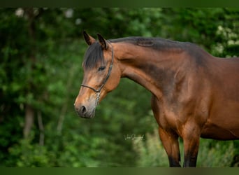 German Trotter, Mare, 10 years, 16 hh