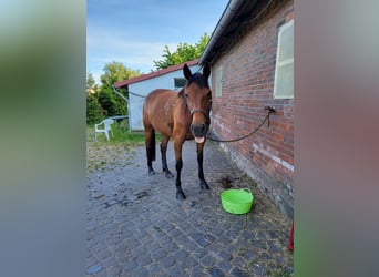 German Trotter, Mare, 11 years, 15.1 hh, Brown