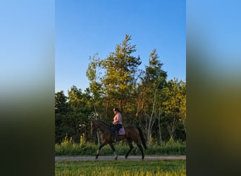 German Trotter, Mare, 11 years, 15.3 hh, Brown