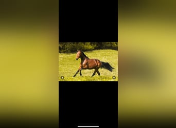 German Trotter, Mare, 11 years, 16 hh, Brown