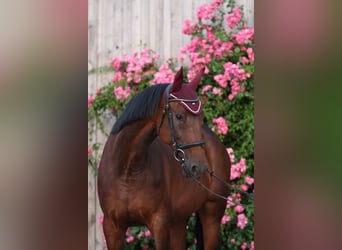 German Trotter, Mare, 11 years, 16 hh, Brown