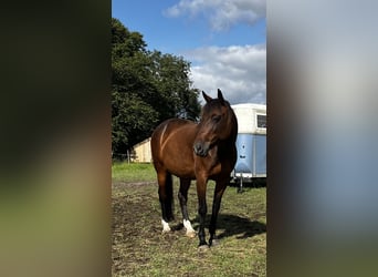 German Trotter, Mare, 12 years, 15,2 hh, Brown