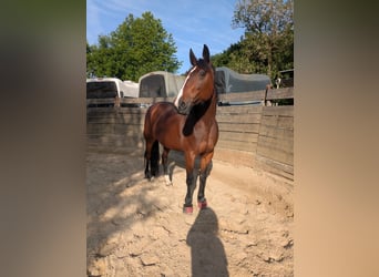 German Trotter, Mare, 13 years, 15.2 hh, Brown