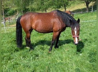German Trotter, Mare, 13 years, 15.2 hh, Brown