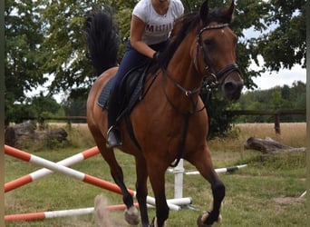 German Trotter, Mare, 13 years, 15.2 hh, Brown