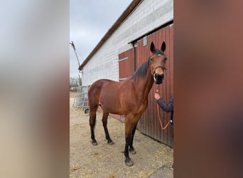 German Trotter, Mare, 13 years, 16 hh, Brown-Light