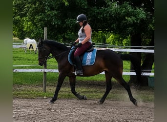 German Trotter, Mare, 13 years, Bay-Dark