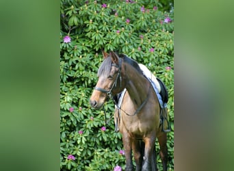 German Trotter, Mare, 14 years, 15.1 hh, Brown