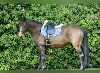 German Trotter, Mare, 14 years, 15.1 hh, Brown
