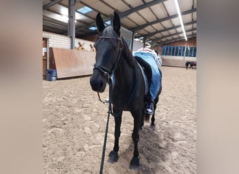 German Trotter, Mare, 15 years, 15,3 hh, Bay-Dark
