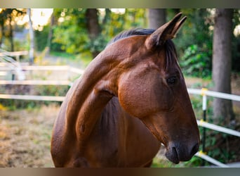 German Trotter, Mare, 15 years, 16 hh, Brown