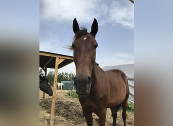 German Trotter, Mare, 16 years, 15,2 hh, Brown