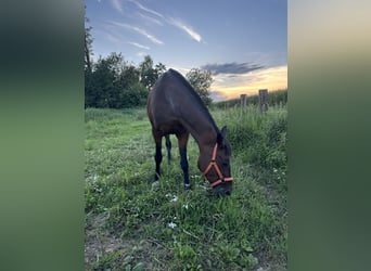 German Trotter, Mare, 16 years, 15 hh, Bay-Dark