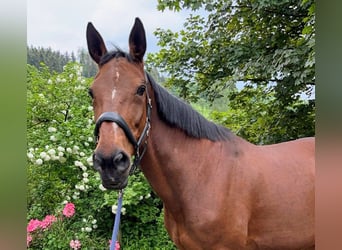 German Trotter, Mare, 16 years, 16 hh, Brown