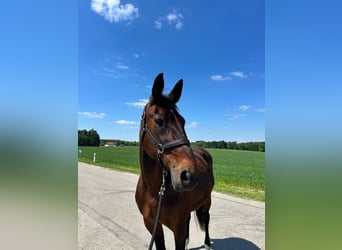 German Trotter, Mare, 17 years, 16 hh, Brown
