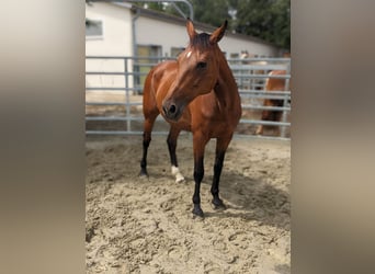 German Trotter, Mare, 18 years, 15.1 hh, Brown