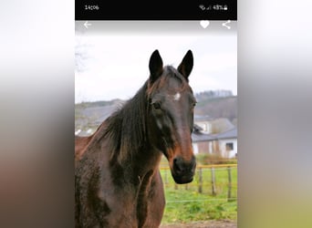 German Trotter, Mare, 18 years, 15,2 hh, Brown