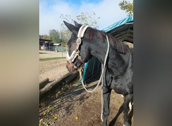 German Trotter, Mare, 18 years, 16 hh, Black