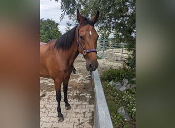 German Trotter, Mare, 19 years, 15.1 hh, Brown
