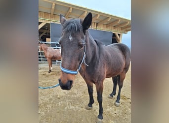 German Trotter, Mare, 19 years, 15 hh, Brown