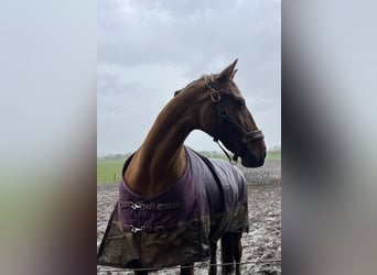 German Trotter Mix, Mare, 20 years, 15,1 hh, Chestnut-Red