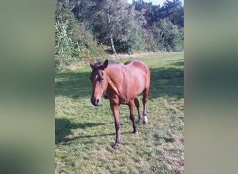 German Trotter, Mare, 20 years, 15,3 hh, Brown