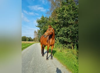 German Trotter, Mare, 21 years, 15.2 hh, Brown
