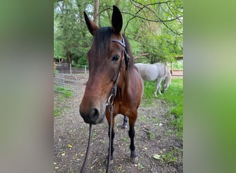 German Trotter, Mare, 23 years, 14,3 hh, Bay-Dark