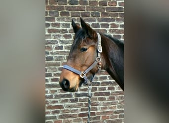German Trotter, Mare, 2 years, Brown