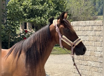 German Trotter, Mare, 3 years, 15 hh, Brown