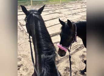 German Trotter, Mare, 3 years, 15,2 hh, Bay-Dark