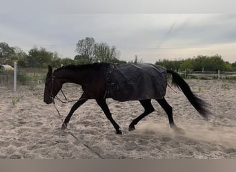German Trotter, Mare, 3 years, 15,2 hh, Bay-Dark