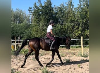 German Trotter, Mare, 3 years, 15,2 hh, Bay-Dark