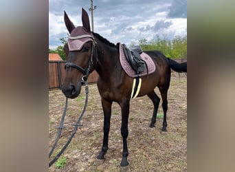 German Trotter, Mare, 3 years, 15,2 hh, Bay-Dark