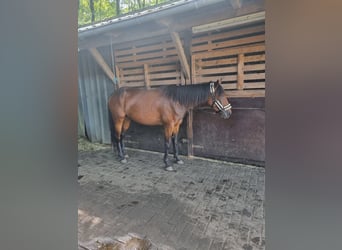 German Trotter, Mare, 4 years, 15.2 hh, Brown