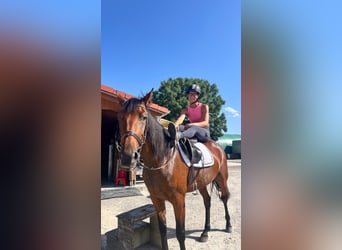 German Trotter, Mare, 4 years, 15.3 hh, Brown