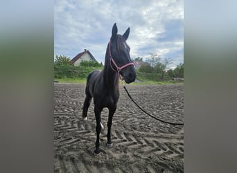 German Trotter, Mare, 4 years, 16.1 hh, Smoky-Black