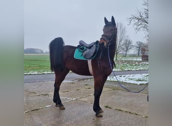 German Trotter, Mare, 4 years, 16 hh, Bay-Dark