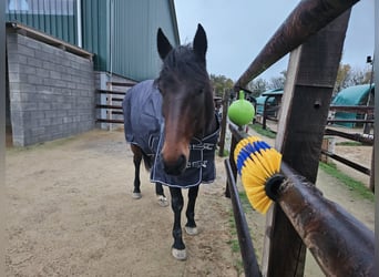 German Trotter, Mare, 5 years, 15.1 hh, Bay-Dark