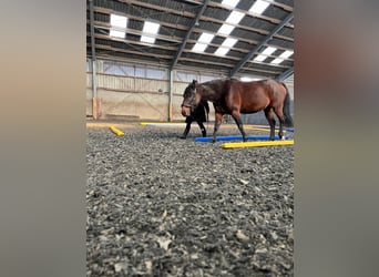 German Trotter, Mare, 5 years, 15.1 hh, Bay-Dark