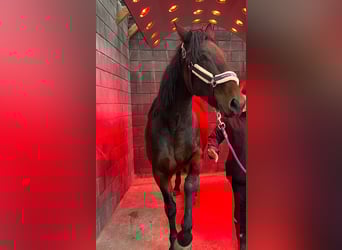 German Trotter, Mare, 5 years, 15.1 hh, Bay-Dark