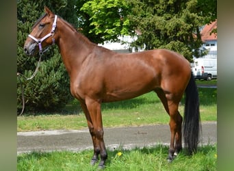German Trotter, Mare, 5 years, 15.2 hh, Brown