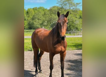 German Trotter, Mare, 5 years, 15.2 hh, Brown